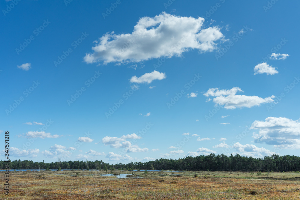 Obraz premium Floating mat of peat moss. Typical swamp hollow surrounded by poor bonsai pines and covered with soft mossy layer. Bright blue sky, white clouds. Nature Reserve, Selisoo raised bog in Estonia.