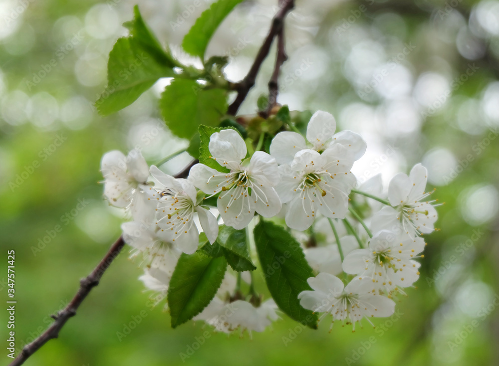 A branch of blooming cherry (Prúnus cérasus) in the garden in May, white spring flowers with a bokeh effect in the background, horizontal composition.