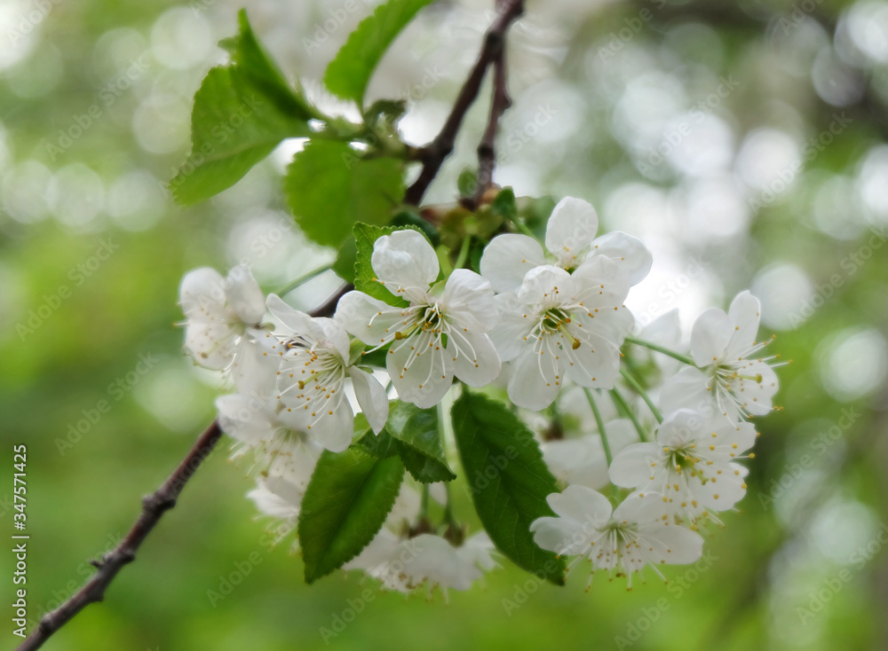 A branch of blooming cherry (Prúnus cérasus) in the garden in May, white spring flowers with a bokeh effect in the background, horizontal composition. A branch of blooming cherry (Prúnus cérasus) in the garden in May, white spring flowers with a bokeh effect in the background, horizontal composition.