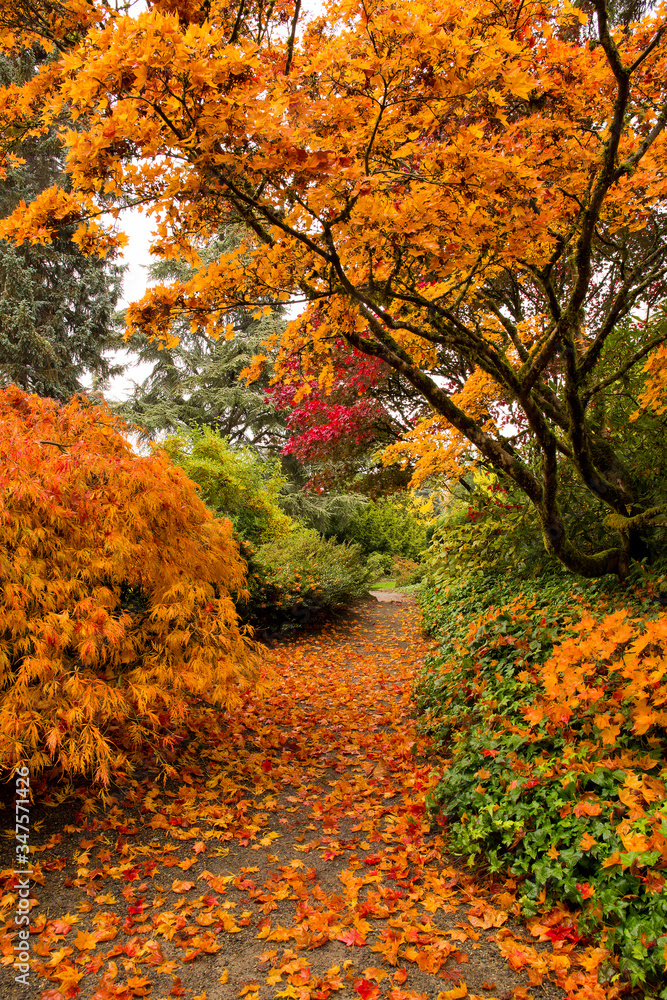 Vibrant orange Japanese maples at Kubota Garden in autumn in Seattle, WA