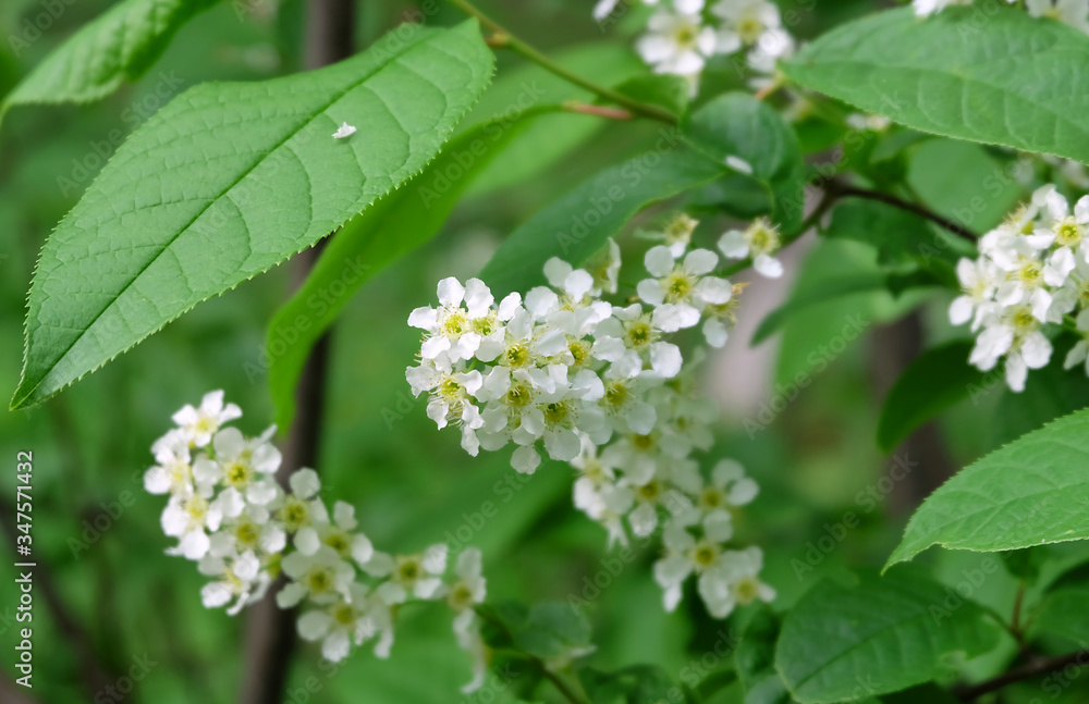 A branch of a blossoming bird cherry (Prúnus pádus,) in the garden in May, white spring flowers with bokeh effect in the background, horizontal composition. A branch of a blossoming bird cherry (Prúnus pádus,) in the garden in May, white spring flowers with bokeh effect in the background, horizontal composition.
