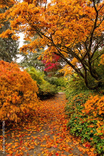 Fototapeta Naklejka Na Ścianę i Meble -  Vibrant orange Japanese maples at Kubota Garden in autumn in Seattle, WA
