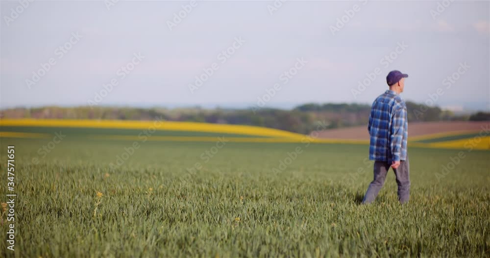 Agriculture Farmer Walking on Agricultural Young Wheat Field Examining Crops. Agriculture Farmer Walking on Agricultural Young Wheat Field Examining Crops.