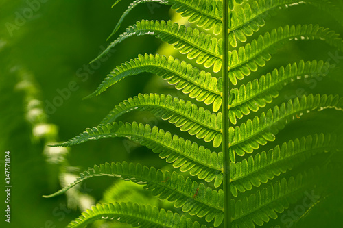 fern leaf in the forest