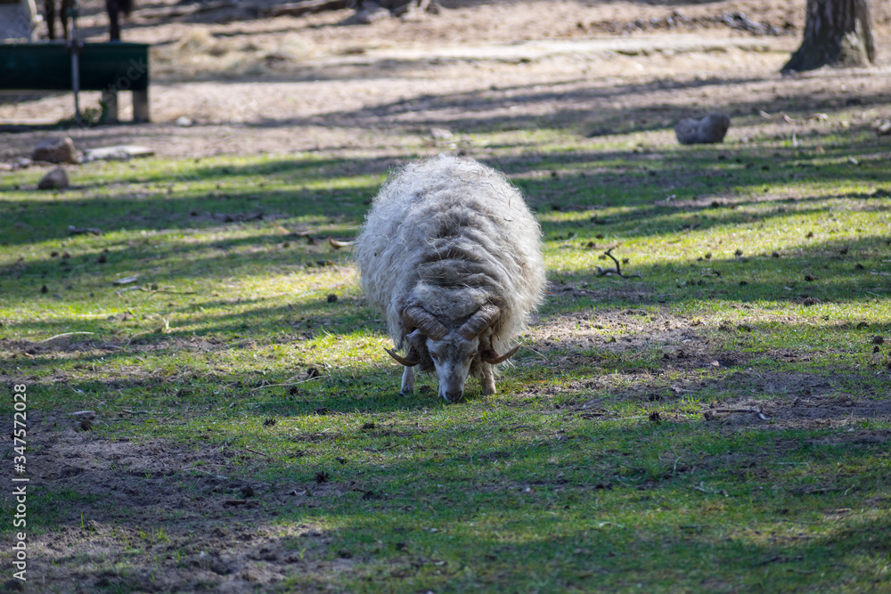 Obraz premium Lone domestic sheep on a farm field.