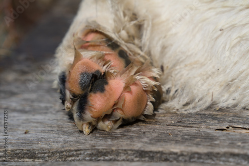 Rear paw of a giant dog. Wet feet of a Landseer. Pink rough bolster and claws. Dog laying on wooden surface. White long furry coat. Visible digital and metacarpal pads. Estonia. Baltic, Europe.