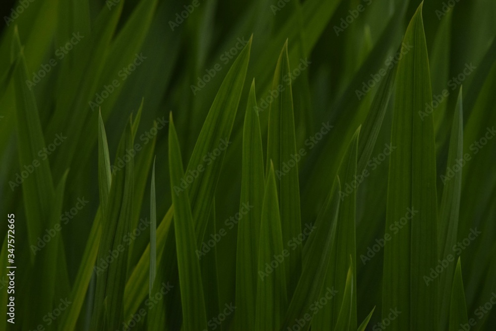 green grass background green grass background