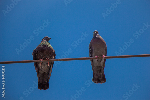 Pigeons perched on wire with sky background photo