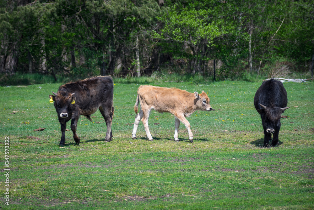 Fototapeta premium Calf, cow and bull of Heck cattle in the field.