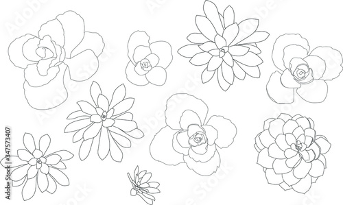 collection of succulents, outlines, vector, digital drawing