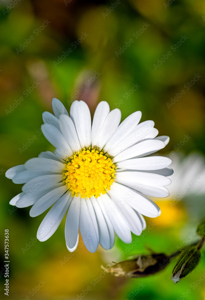 Bellis perennis known as common, lawn or English daisy, bruisewort and woundwort Bellis perennis known as common, lawn or English daisy, bruisewort and woundwort