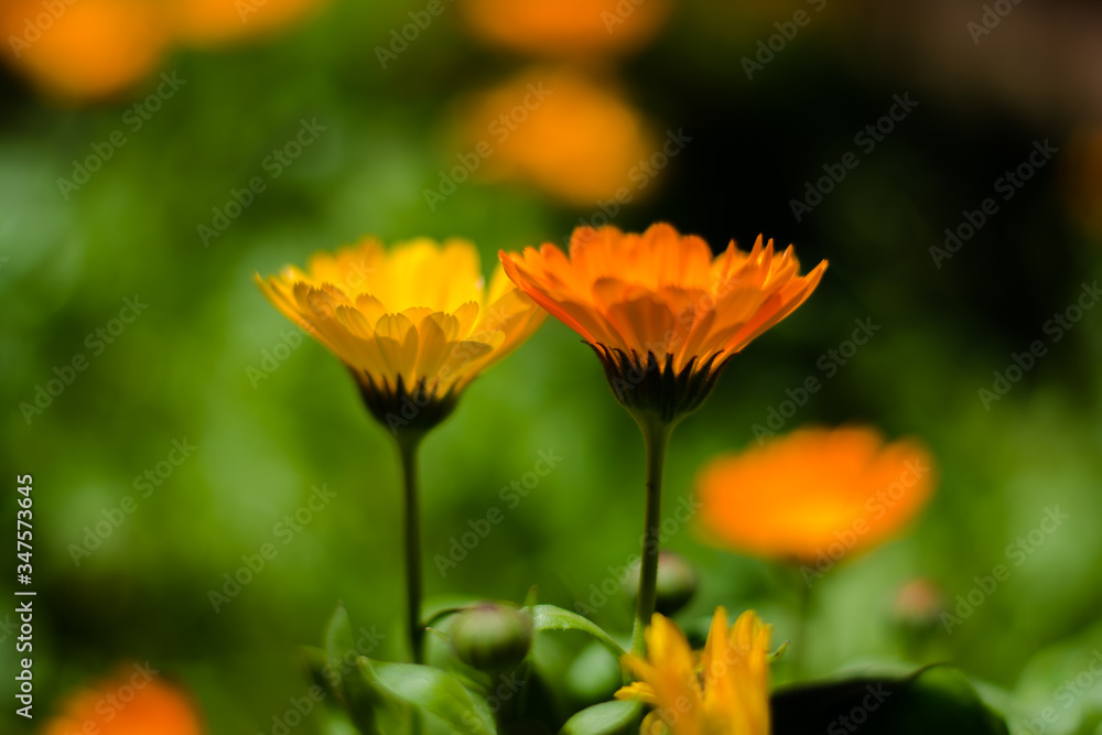 Colorful flowers of botanical garden and rose garden of Ooty Tamilnadu India
Colorful flowers of botanical garden and rose garden of Ooty Tamilnadu India