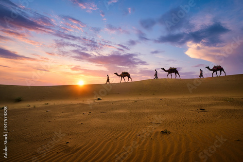 Indian cameleers  camel driver  bedouin with camel silhouettes in sand dunes of Thar desert on sunset. Caravan in Rajasthan travel tourism background safari adventure. Jaisalmer  Rajasthan  India