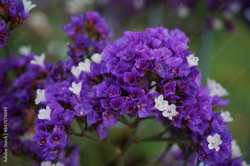 Close-up of sea-lavender blossoms spotted in the garden Close-up of sea-lavender blossoms spotted in the garden
