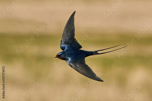 Barn swallow (Hirundo rustica) photo