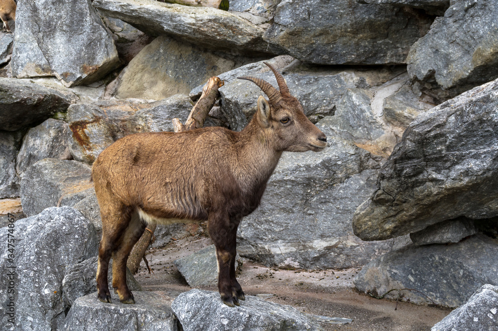 Young male Alpine ibex Young male Alpine ibex
