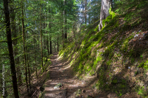 Hillside trail.