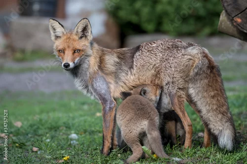 Fototapeta Lisica opiekująca się młodymi