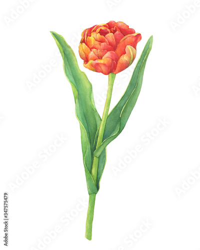 Сloseup of orange tulip flower with green leaves - spring botanical art. Hand drawn botanical watercolor painting illustration isolated on white background #347575479