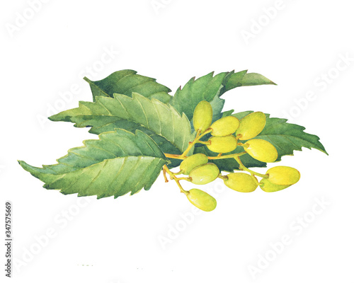 Neem tree green leaves and fruits (Azadirachta indica, nimtree or Indian lilac). Hand drawn botanical watercolor painting illustration isolated on white background photo