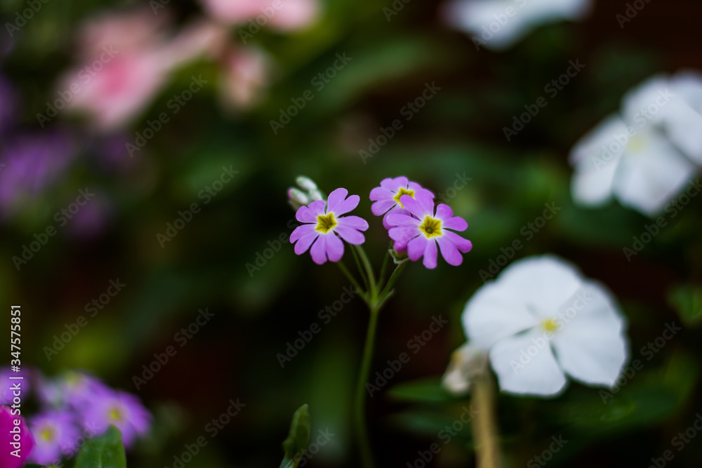 Colorful flowers of botanical garden and rose garden of Ooty Tamilnadu India
