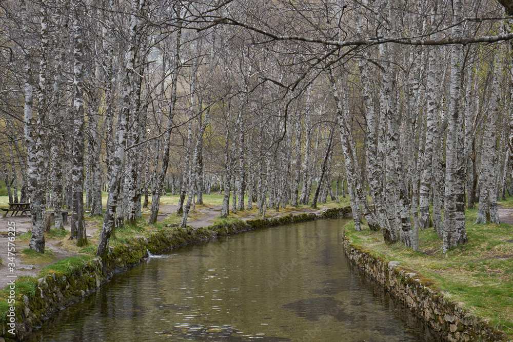 White trees reflection on a river in Covao d ametade in Serra da Estrela, Portugal
