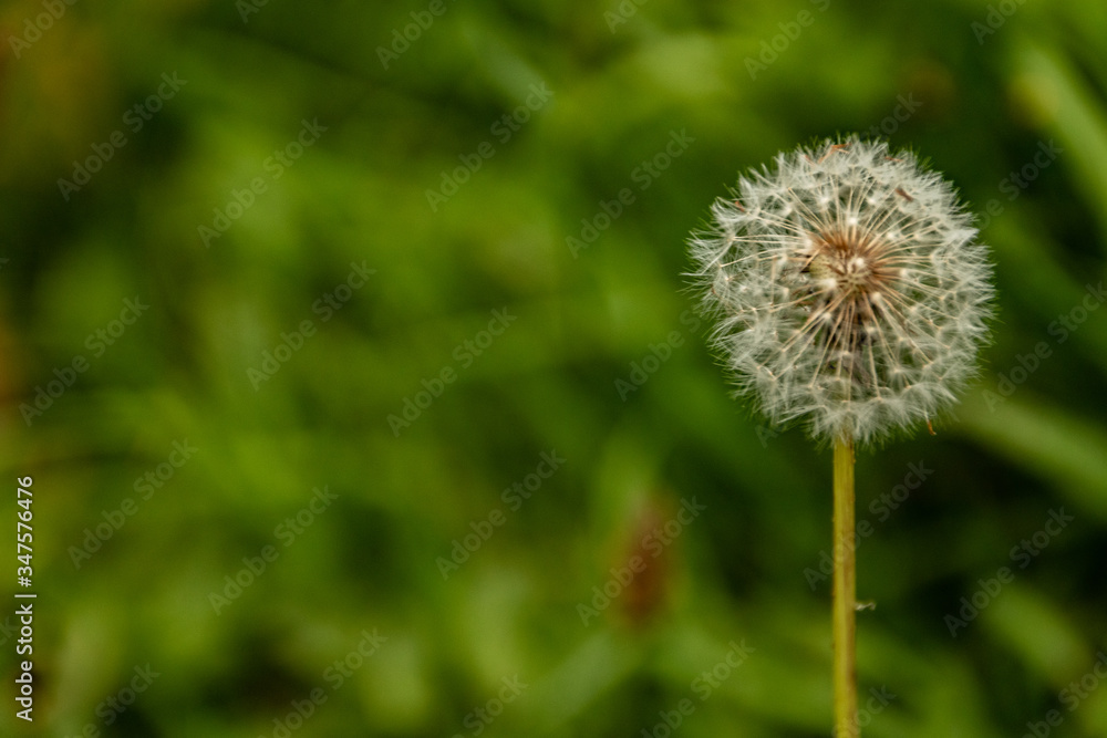 Fototapeta premium Plantas, diente de Leon de campo