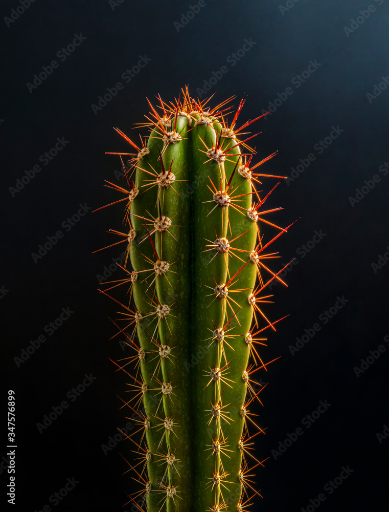 Fototapeta premium Cactus, succulent in black background