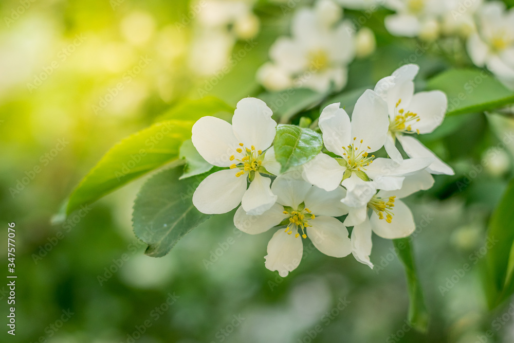 Blossoming apple tree flowers in the sun Blossoming apple tree flowers in the sun
