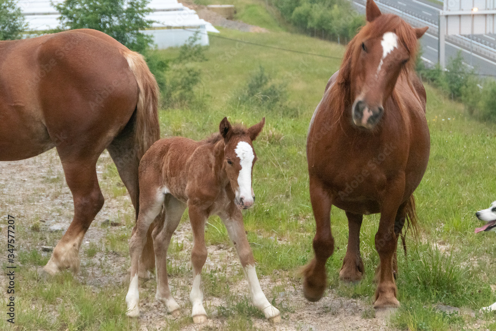 Obraz premium Caballos con cría de monte