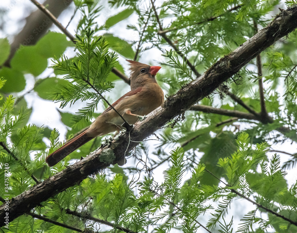 Fototapeta premium Female Cardinal bird in Cedar tree