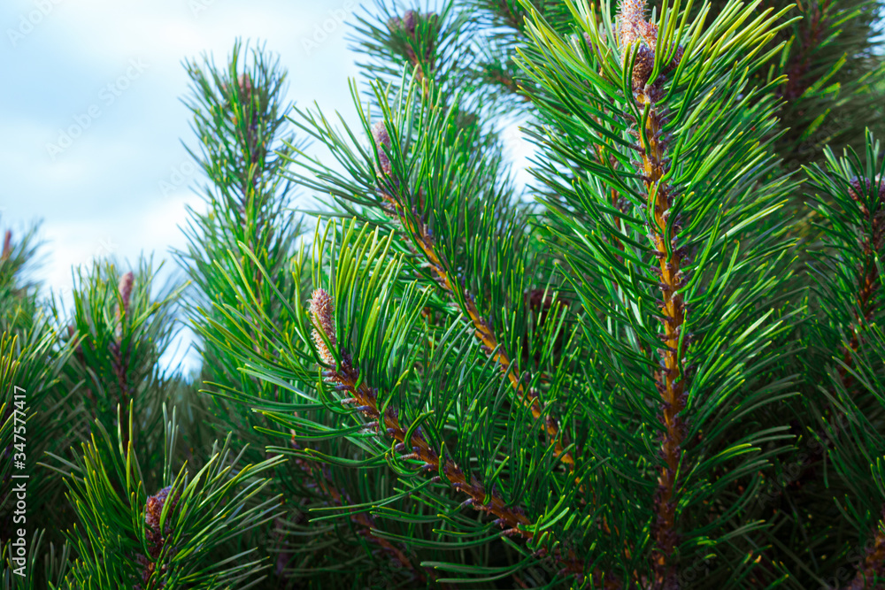 Forest background - fir or pine branches with cones close-up. Dark style, close-up. Forest background - fir or pine branches with cones close-up. Dark style, close-up.