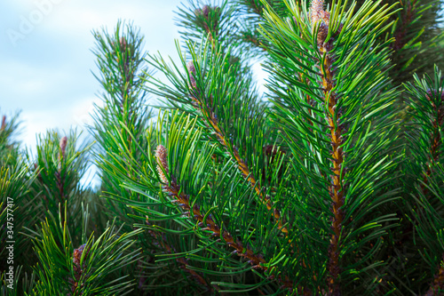 Forest background - fir or pine branches with cones close-up. Dark style  close-up.