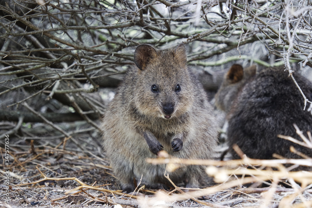 Fototapeta premium Wild quokka in his nest