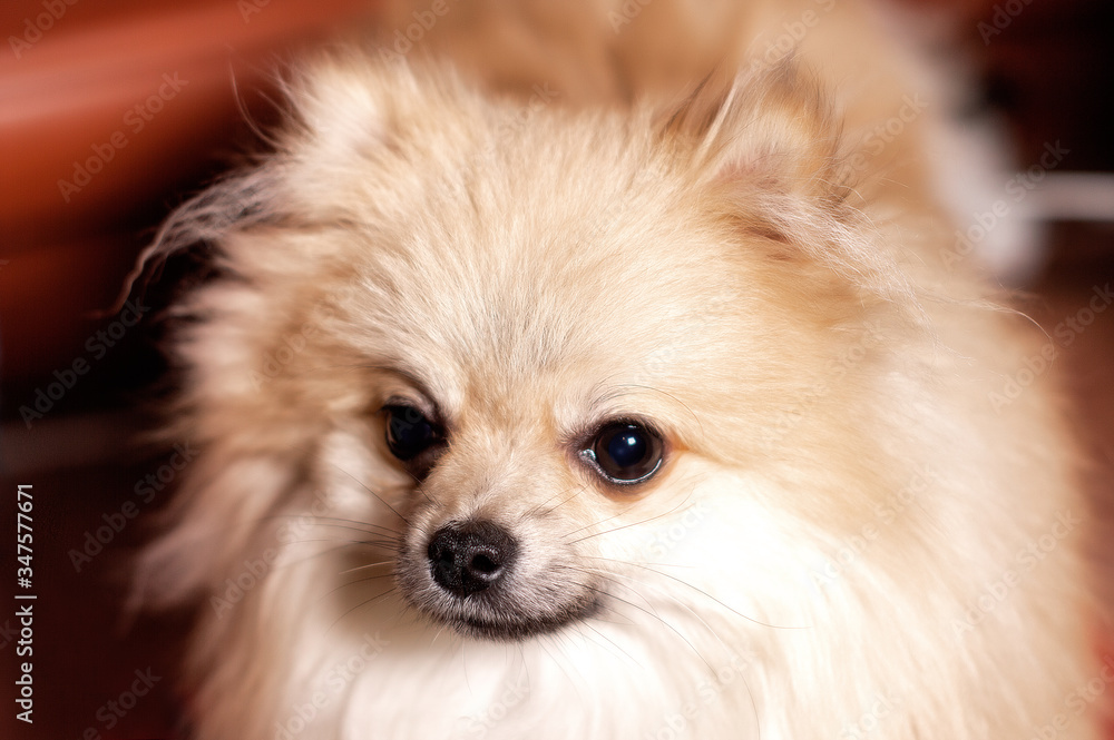portrait of pomeranian spitz dog