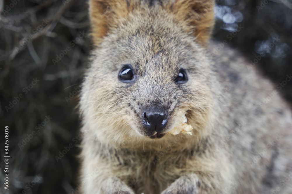 Quokka eating food Quokka eating food