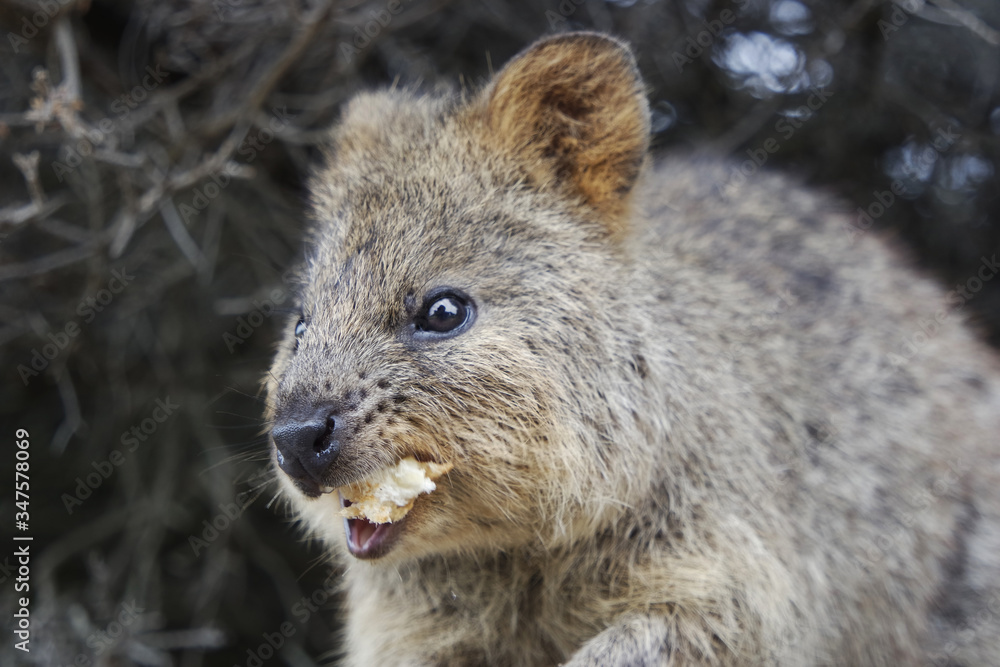 Naklejka premium Quokka eating food