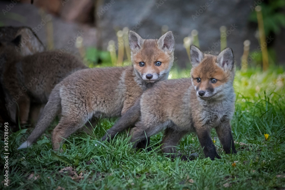 Obraz premium Młode lisy