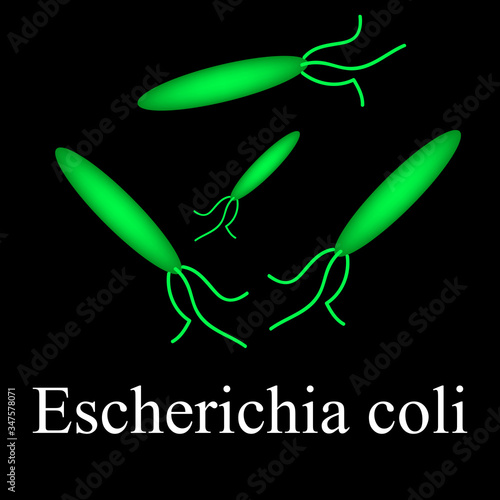 E. coli. Diseases causing E. coli. Infographics. Vector illustration