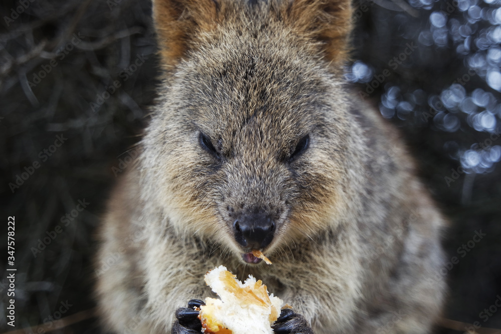 Fototapeta premium Quokka eating food