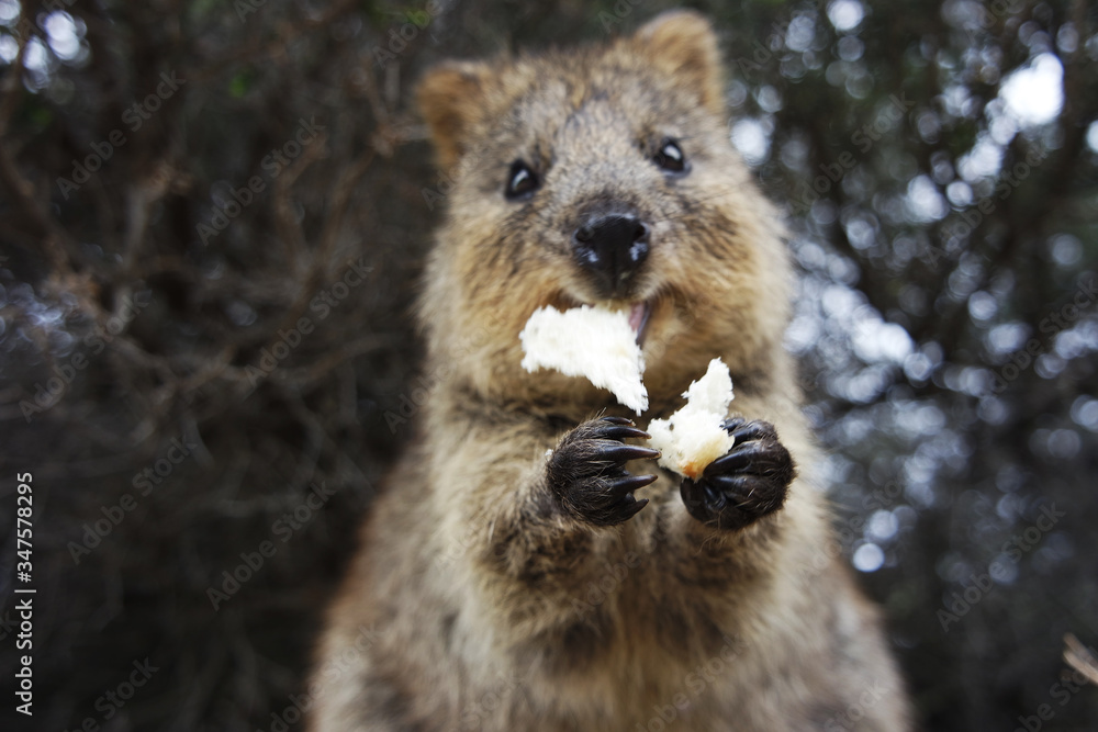Naklejka premium Quokka eating food