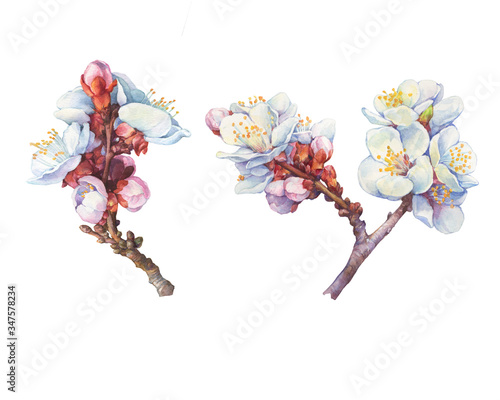 Set of the apricot branch with flowers (known as Prunus armeniaca, Armenian apple) Fototapeta