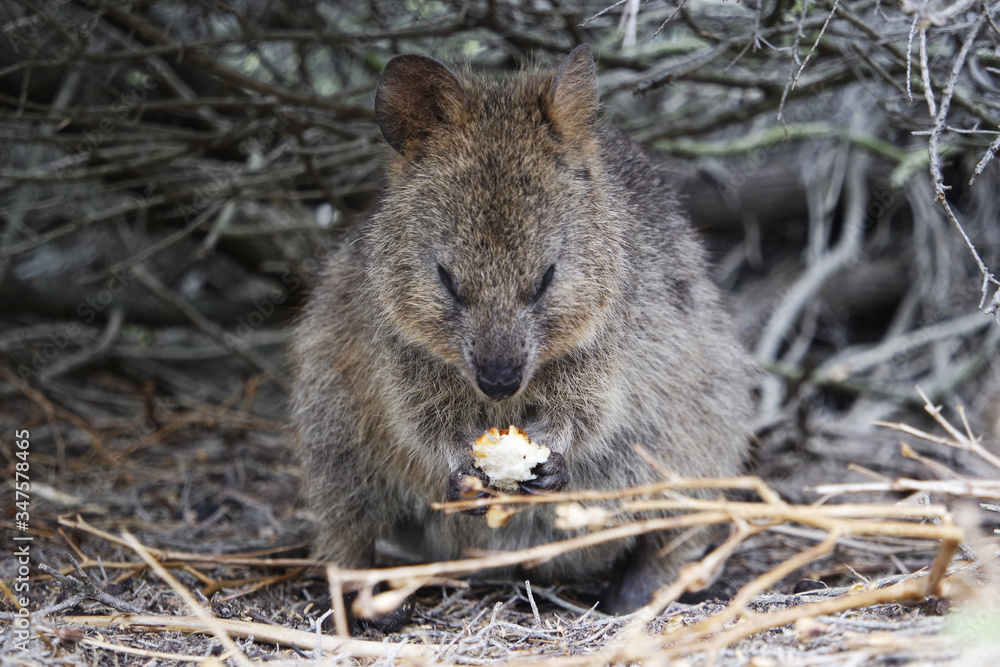 Quokka eating food