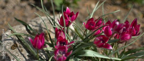 Tulpen im Garten sind immer ein Blickfang