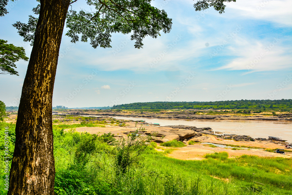 Big tree and grass field by Mekong river Big tree and grass field by Mekong river