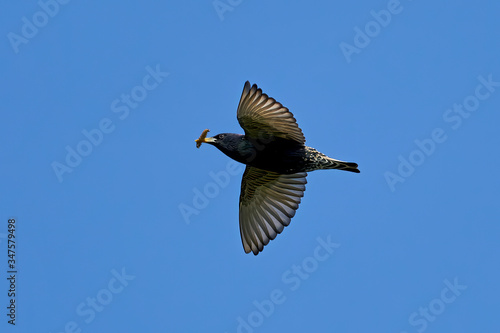 Common starling (Sturnus vulgaris)