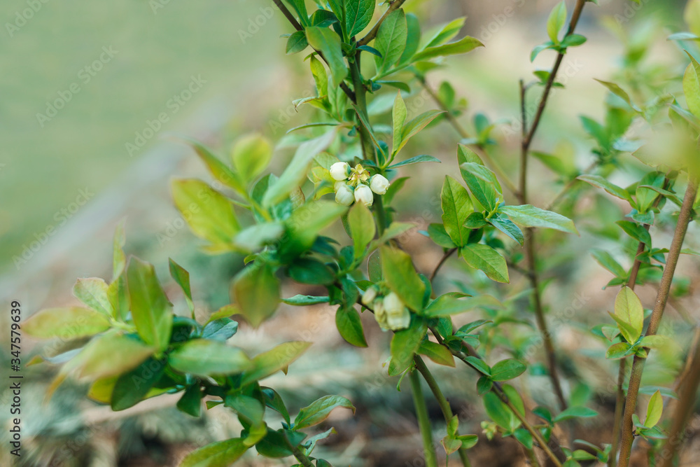 Small flowers on blueberry bushes close up on blurred background Small flowers on blueberry bushes close up on blurred background