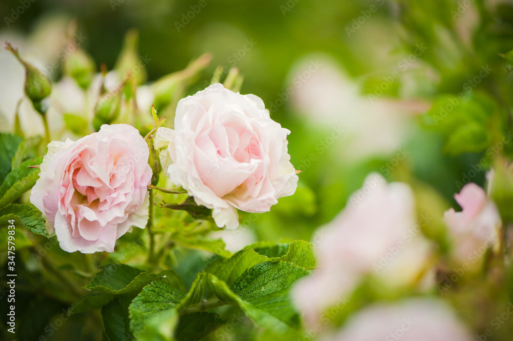 pink dog roses in the Garden pink dog roses in the Garden