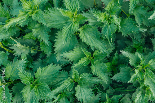 Background from fresh green nettles