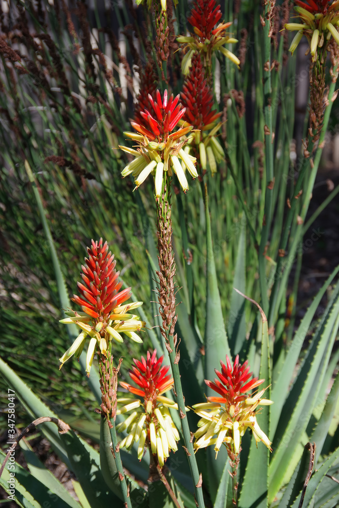 Close-up view of an aloe succulent plant with red and yellow cone-shaped blossoms in springtime Close-up view of an aloe succulent plant with red and yellow cone-shaped blossoms in springtime